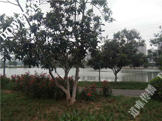 武汉花园家庭颁奖典礼搬进市民后花园：分享生活情怀，诗意浸润心